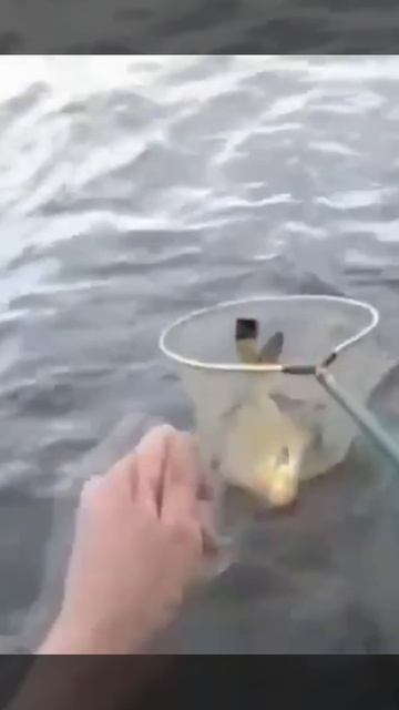 Поймал огромного Леща. Точно поймал?!