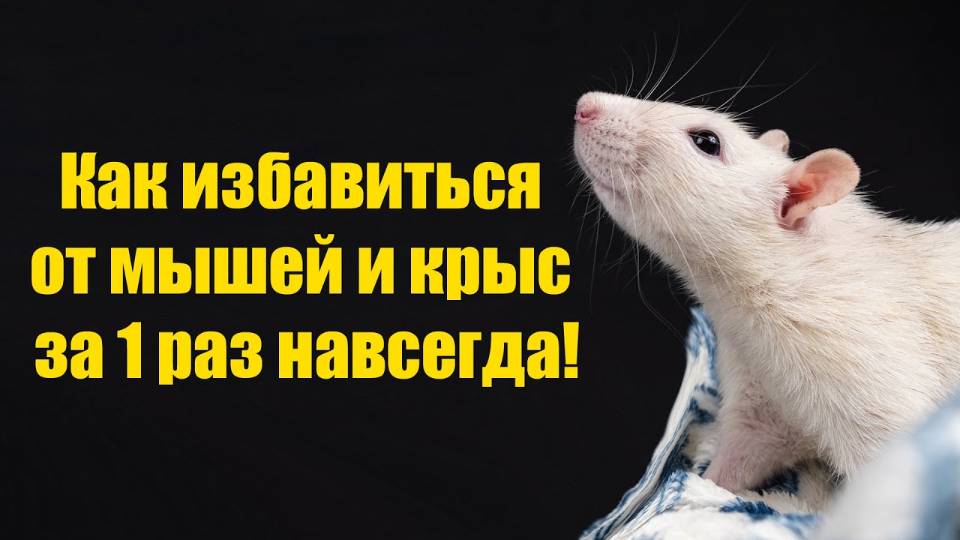 Как избавиться от Мышей и Крыс за 1 минуту навсегда! Рабочий способ
