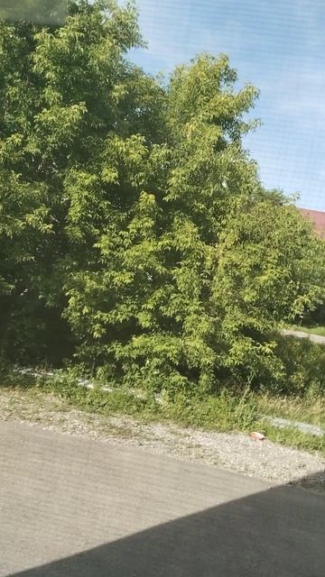 прерода
