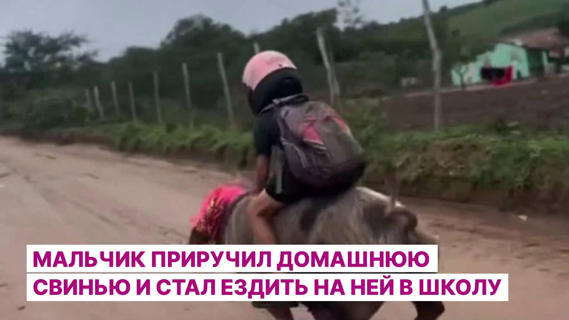 Мальчик приручил домашнюю свинью и стал ездить на ней в школу