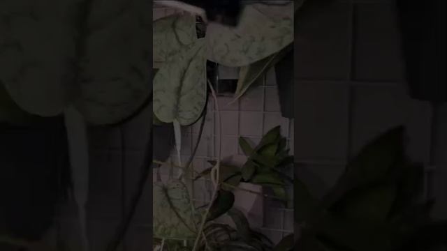 Обзор 1й цветочной стены😍 24.06.25