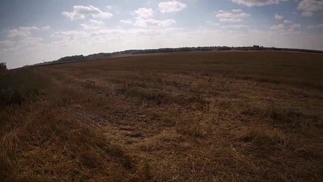 Охота на вяхиря на овсяном поле