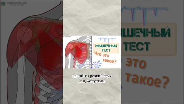 Что такое мышечный тест