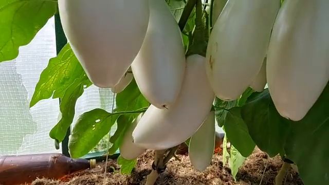 Подкормка баклажанов и перцев в августе Часть 4