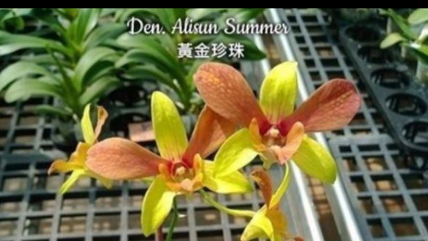 П-6. Ч-4. Замечательняй темп роста ден. Allisun Summer  с посылки и после пересадки, спустя 78 дней.