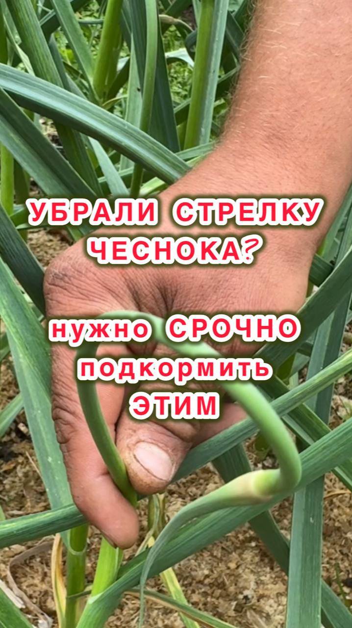 СРОЧНО ПОДКОРМИТЕ ЧЕСНОК ЭТИМ