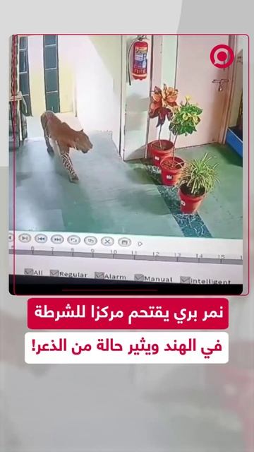 لحظات رعب بعد اقتحام نمر مركز للشرطة الهندية!