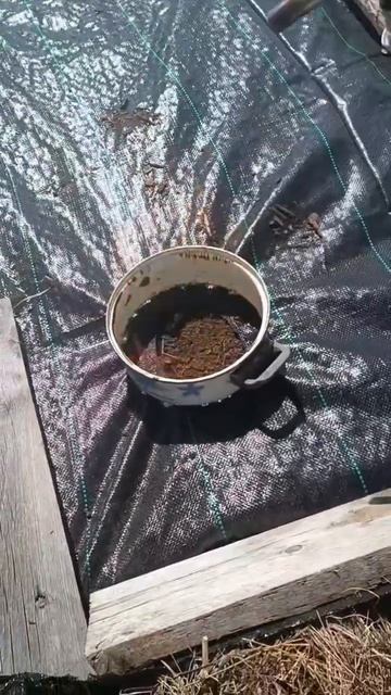 Делаю отверстия на агроткани