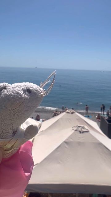 Море, солнце, отдых.. Буша приехала на море!