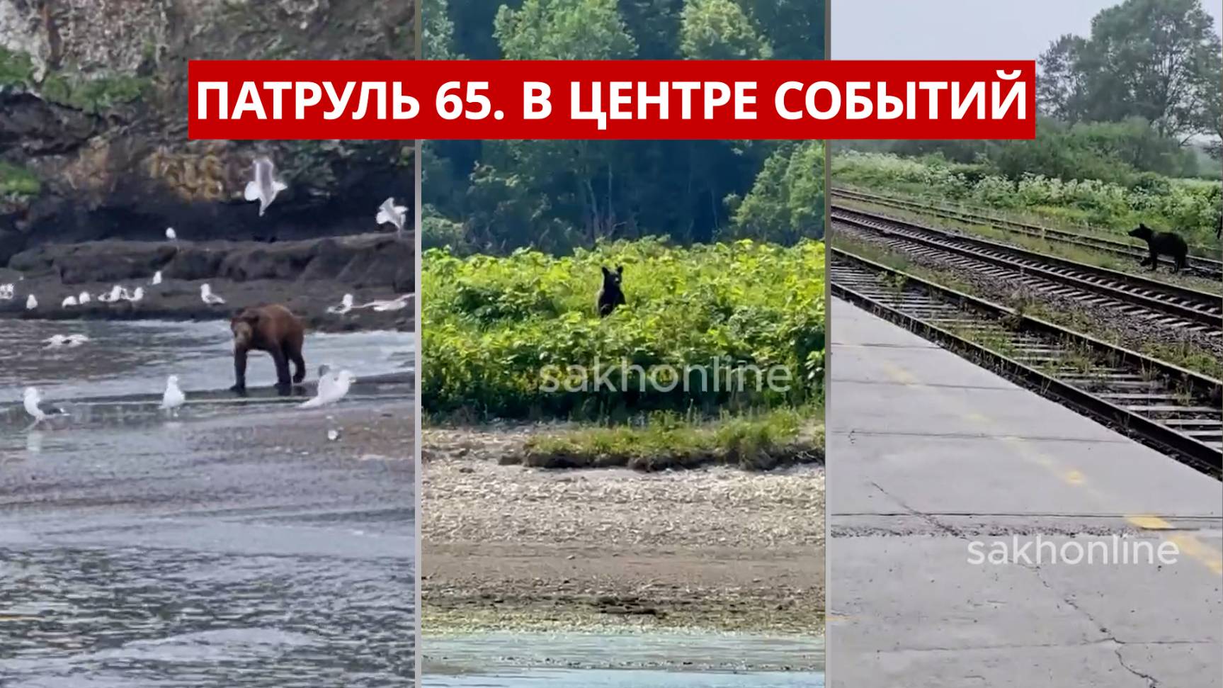 ПАТРУЛЬ 65: Нефтеразлив на севере, браконьеры с сетями и медведи. Происшествия на Сахалине 24.06.25