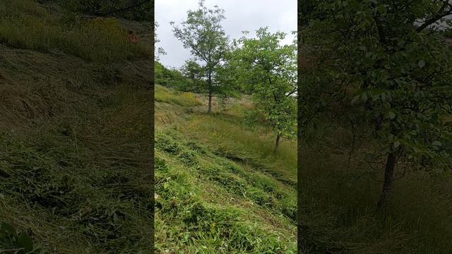 Живая природа.