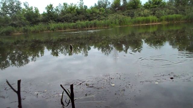 Михайловка река Медведица24 06 25г