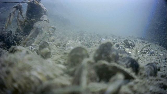 1000045237.mp4Волга гл.5м.24.06.2025г.