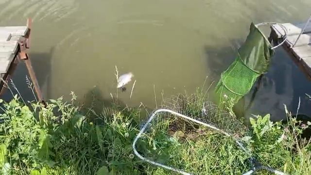 Светлые Горы Карп 24.06.2025г.