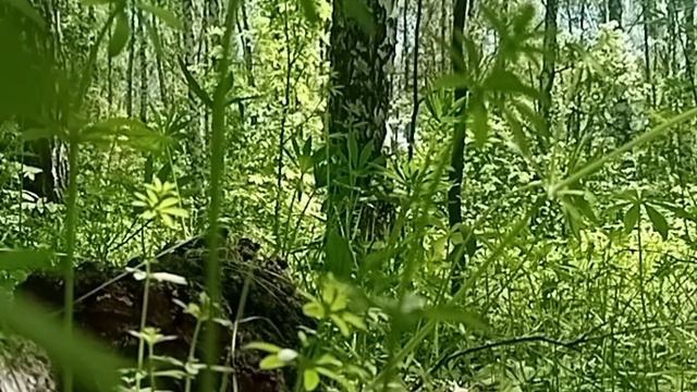🔥 "Утро в лесу, которое вас ОЧИСТИТ! 🌿 5 минут магии – смотрите до конца!