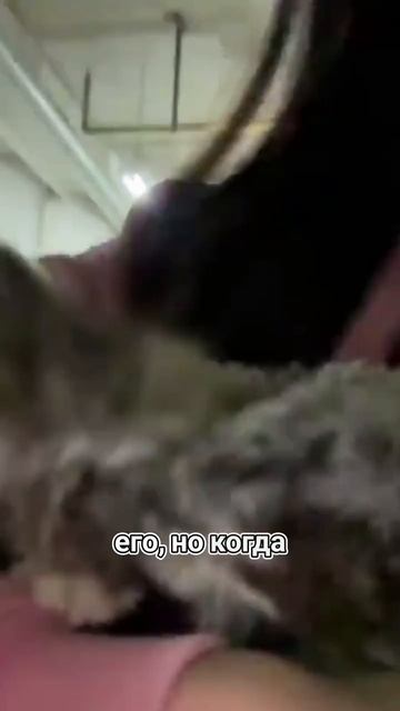 Котёнок на парковке