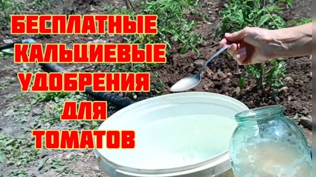 Урожай без химии. Две бесплатные кальциевых подкормки и дешевое средство от вершинной гнили