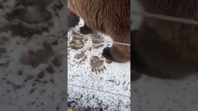 Уроки позирования от Мансура Прямой эфир инстаграм @mansurbear 23.02.20
