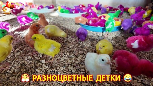 Цыплята и утята милые пушистики растут на радость хозяину (50)