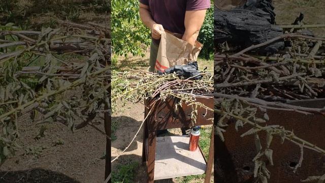 Спеет смородина🫐 готовим мангал для шашлыка, поспел крыжовник