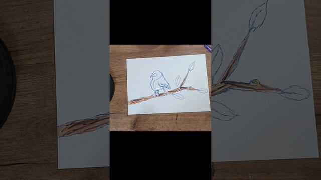 Рисуем синицу