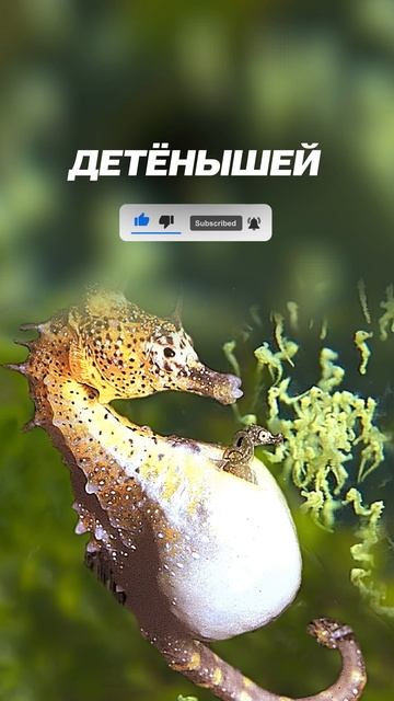 Самые необычные способы размножения у животных