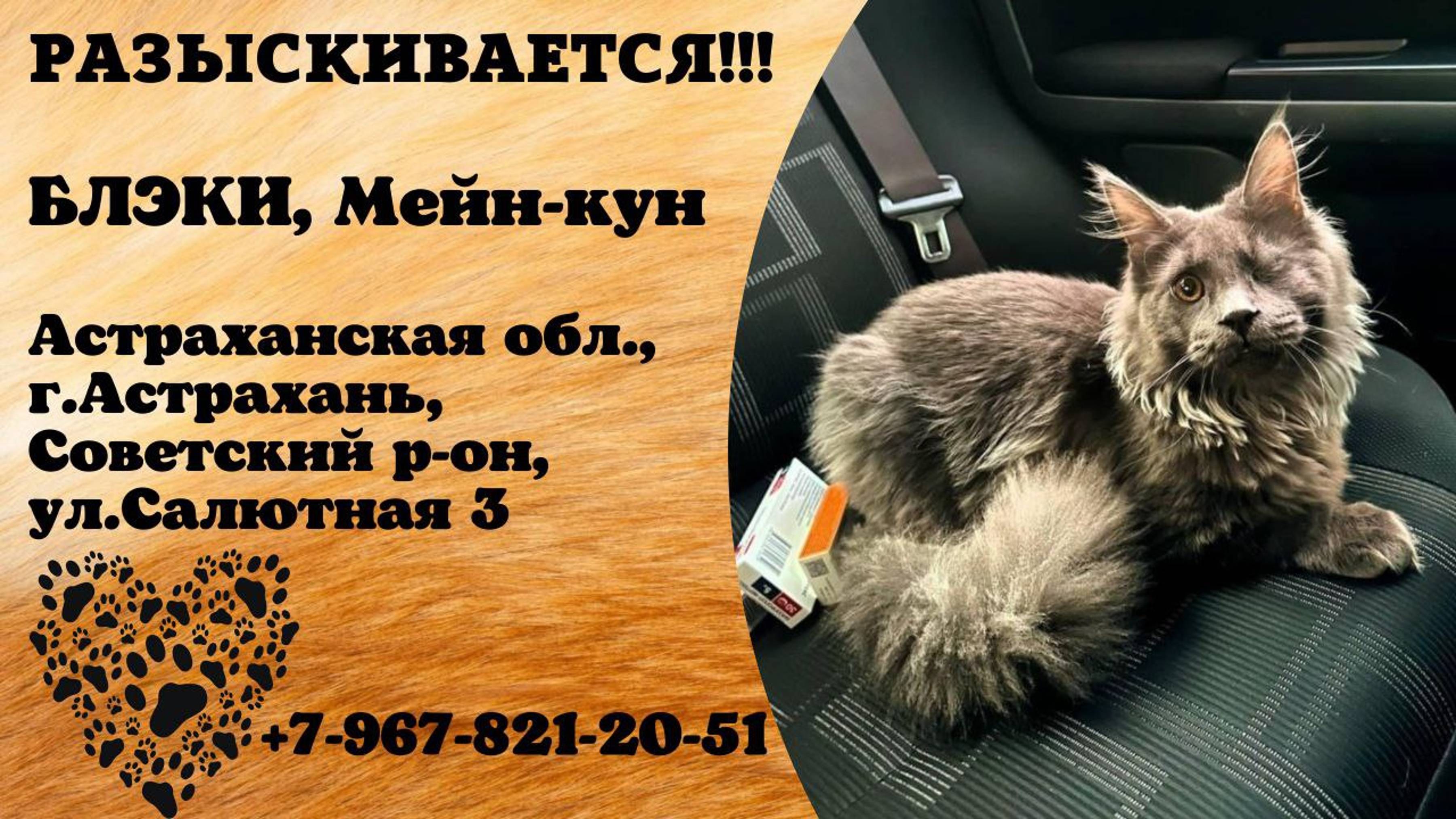 Пропал кот! БЛЭКИ.  Мейн-кун. Астраханская обл, г.Астрахань