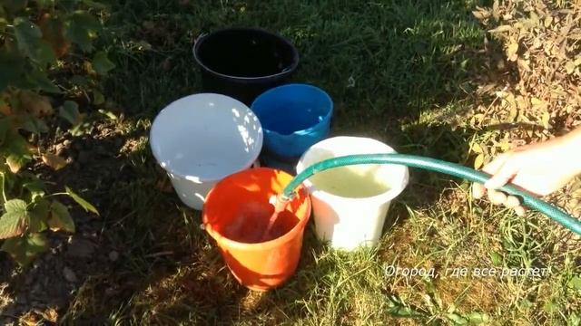 Как получить ведро смородины с куста