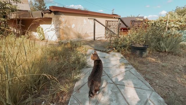 МОЙ ПЕРВЫЙ ВЛОГ||ЧУТЬ НЕ ПОПАЛИ В АВАРИЮ||ПОТОП НА ДАЧЕ И КОТИКИ