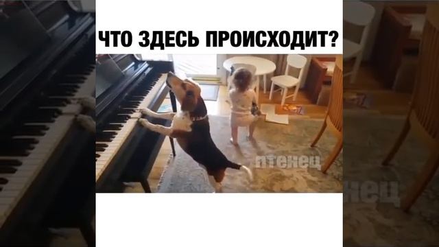 Прикол