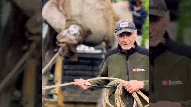 К дамам с доставкой: в Ростовской области, в парке "Малинки", упрямого верблюда везли к самкам.