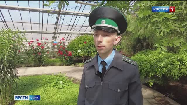Феромонные ловушки установили в Забайкальском ботаническом саду