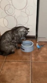 Кот и попуга