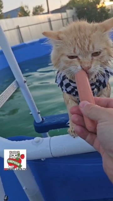 Водолазы ищут клады 🌊🛥😻