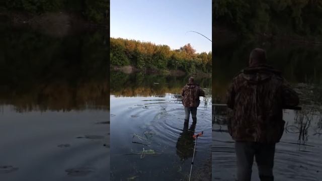 карп на пикер.mp4