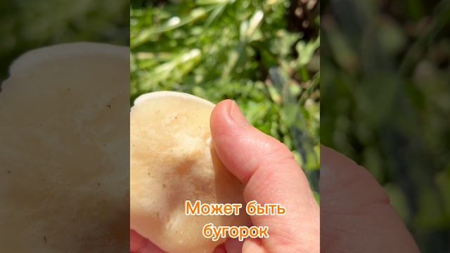 Рядовка майская.Calocybe gambosa.