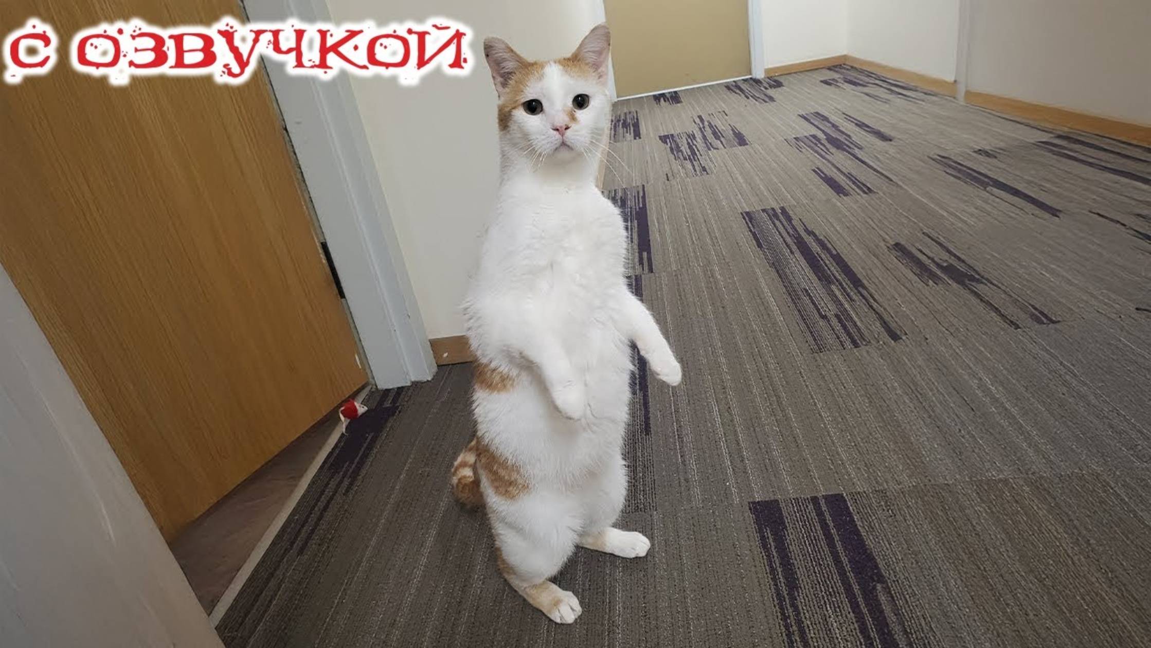 Приколы с котами! С ОЗВУЧКОЙ! Смешные коты! Смешные видео с животными! Попробуй не засмеяться