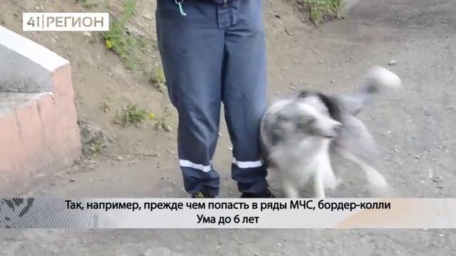КИНОЛОГИ ПОСЕТИЛИ ВОСПИТАННИКОВ ПРИШКОЛЬНОГО ЛАГЕРЯ МЧС ШКОЛЫ №28 ИМЕНИ КИРДИЩЕВА• НОВОСТИ КАМЧАТКИ