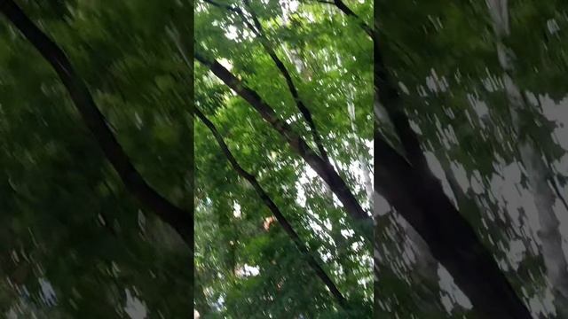 гулять и еще раз гулять!