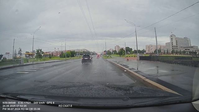 СПб 24.06.25. Лисичка с уткой на ул. Партизана Германа, около Администрации района.