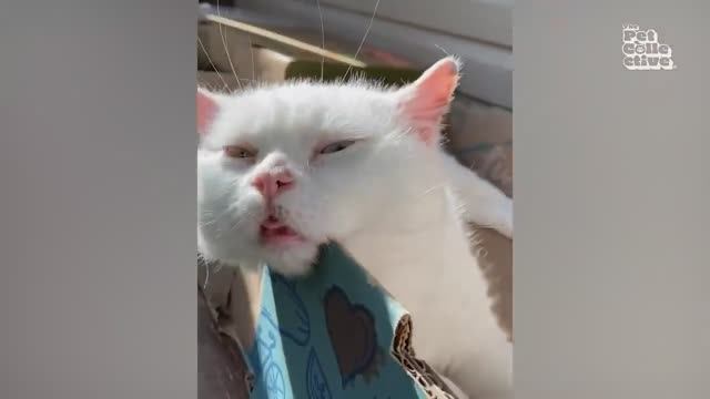 🤣 Эти смешные коты 🤣 Просто огонь