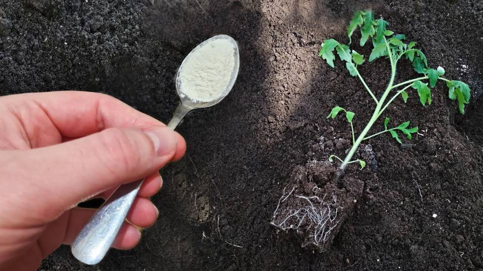 1 Ложку в лунку при посадке ТОМАТОВ и будет много урожая и растения не болеют