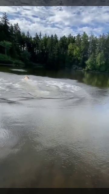 Лохматые торпеды