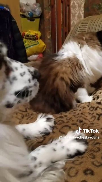 Как кошка с собакой... Это про них...)))