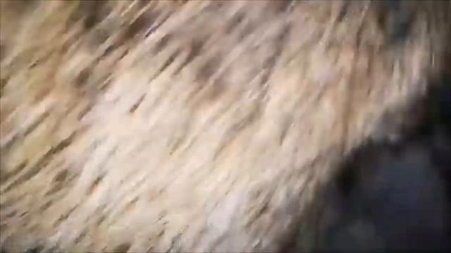 Мансур и вторая берлога! Спать пора!)