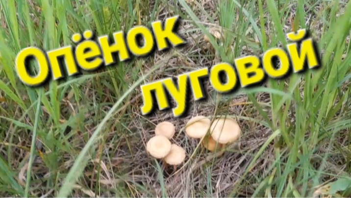Опёнок луговой.