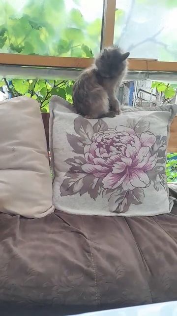 Милые котейки)