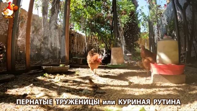 Куры несушки свободного выгула и их обычная куриная рутина – эпизод (480)