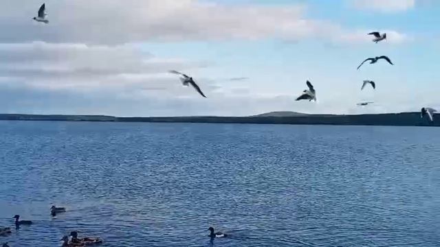 г.Апатиты // озеро Имандра