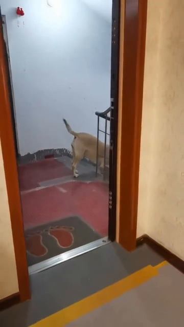 Преданный пёсель встречает хозяина ❤️🐶🥰❤️